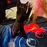 cat, kitten, black_cat, orange_cat, pet, animal, sitting, bed, blanket, colorful, toy, playful, indoors, bedroom, furniture, fluffy, fur, ears, whiskers, portrait