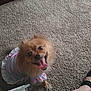 dog, small_dog, pomeranian, pet, carpet, indoor, clothing, dress, striped, pastel_colors, tongue_out, happy, fur, paw, person_leg, footwear, sandal, home, cute, pet_clothing