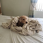 Jordy joined the competition — help win amazing prizes! animal, bed, beige, blanket, comfort, cozy, curled_up, curtain, cute, dog, fabric, fur, home, indoor, light, pet, resting, sheet, sleepy, window