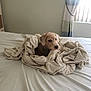 animal, bed, beige, blanket, comfort, cozy, curled_up, curtain, cute, dog, fabric, fur, home, indoor, light, pet, resting, sheet, sleepy, window