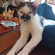 Aolani is registered to the contest to win money with this photo: ashtray, bedding, blanket, cat, face, feline, fur, globe, indoor, kitten, nose, paws, pet, plush_toy, stretching, sunlight, table, toy_corgi, whiskers, window_blinds