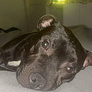 Ace participe au concours pour gagner de l'argent avec cette photo : dog, black_dog, pet, lying_down, close_up, indoors, soft_surface, calm, curious, animal, canine, face, ears, nose, eyes, bedroom, dim_light, cozy, resting, companion