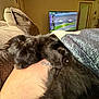 Salem is registered to the contest to win money with this photo: kitten, black_cat, sleeping, blanket, arm, tattoo, couch, television, race, indoor, cozy, resting, furry, pet, animal, relaxation, living_room, soft, comfort, nap