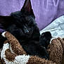 cat, black_cat, sleeping, cozy, blanket, brown_blanket, white_blanket, fur, pet, indoor, resting, cute, animal, soft_texture, purple_background, nap, relaxation, close_up, domestic_cat, warm
