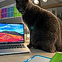 cat, gray_cat, laptop, desk, sticky_notes, post_it_notes, lights, vanity_lights, workspace, indoor, technology, computer, feline, pet, animal, office, reflection, wooden_surface, home_office, electronics