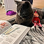 cat, gray_cat, book, anatomy_book, blanket, plush_toy, elf_doll, indoor, wooden_floor, door, furniture, study, cozy, animal, pet, curious, relaxing, home, soft_texture, holiday_decor