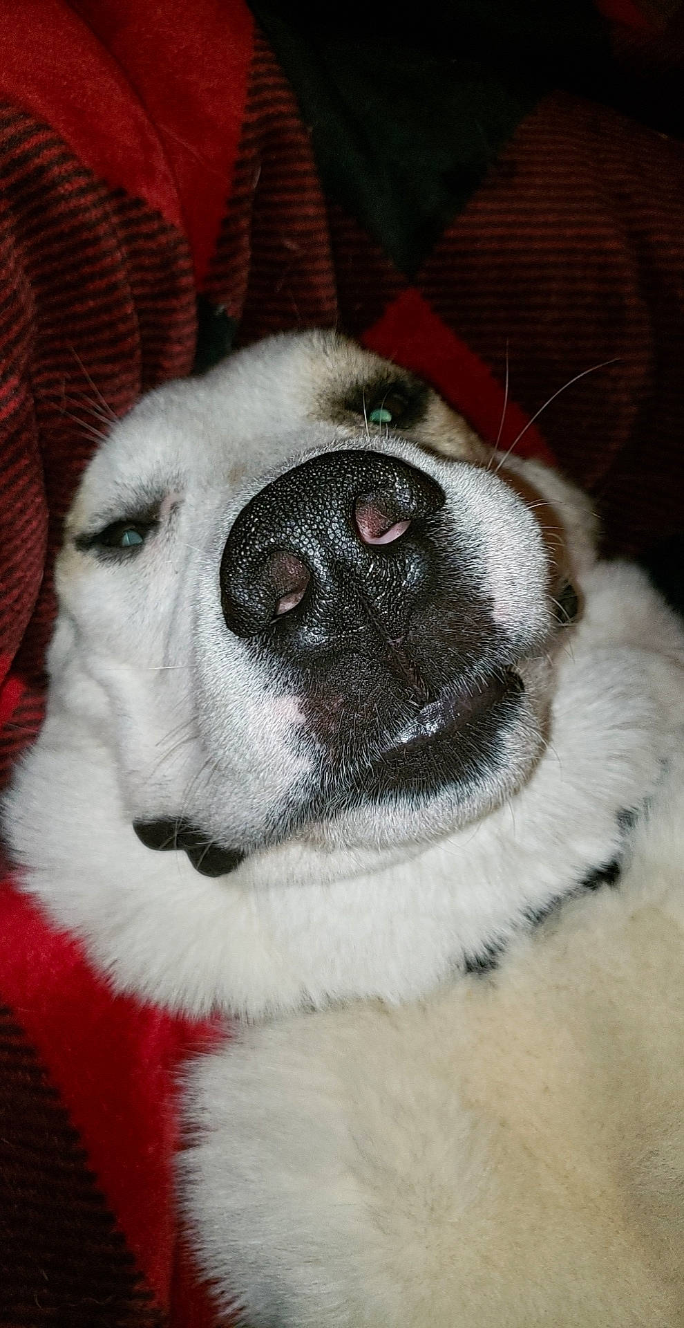 Lobo joined the competition — help win amazing prizes! bulldog, canidae, carmine, carnivore, collar, companion_dog, dog, dog_breed, ear, fawn, fur, non_sporting_group, snout, sporting_group, terrestrial_animal, toy_dog, whiskers, working_animal, wrinkle