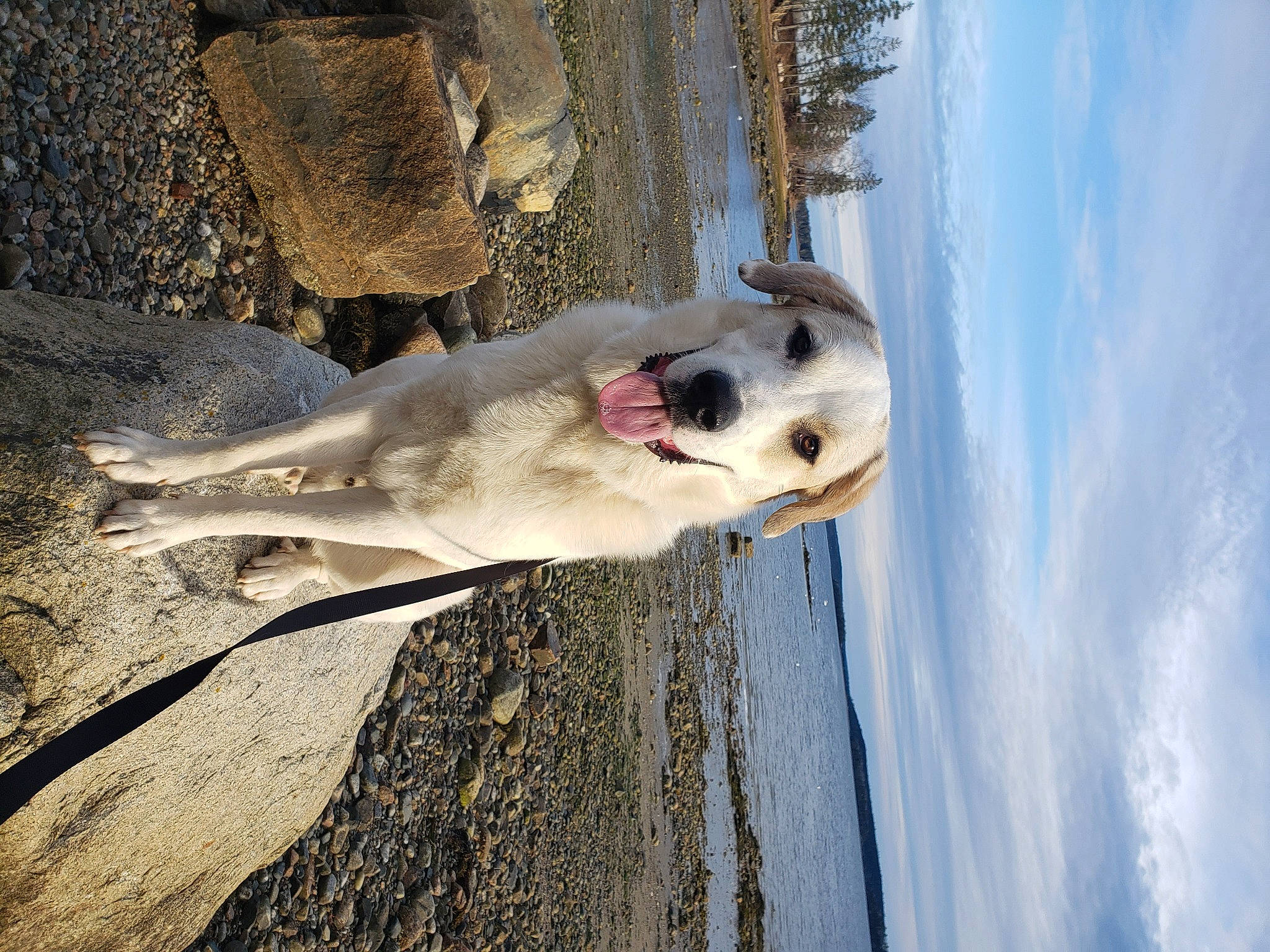 Lobo joined the competition — help win amazing prizes! beach, carnivore, cloud, collar, dog, dog_breed, fur, landscape, ocean, sky, tree, vertebrate, water, winter, wood