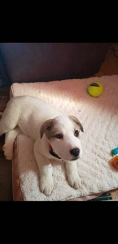 Lobo joined the competition — help win amazing prizes! ball, canidae, carnivore, comfort, companion_dog, dog, dog_breed, dog_supply, fawn, flooring, non_sporting_group, paw, pet_supply, photo_caption, snout, sporting_group, tail, tennis_ball, wood, working_animal