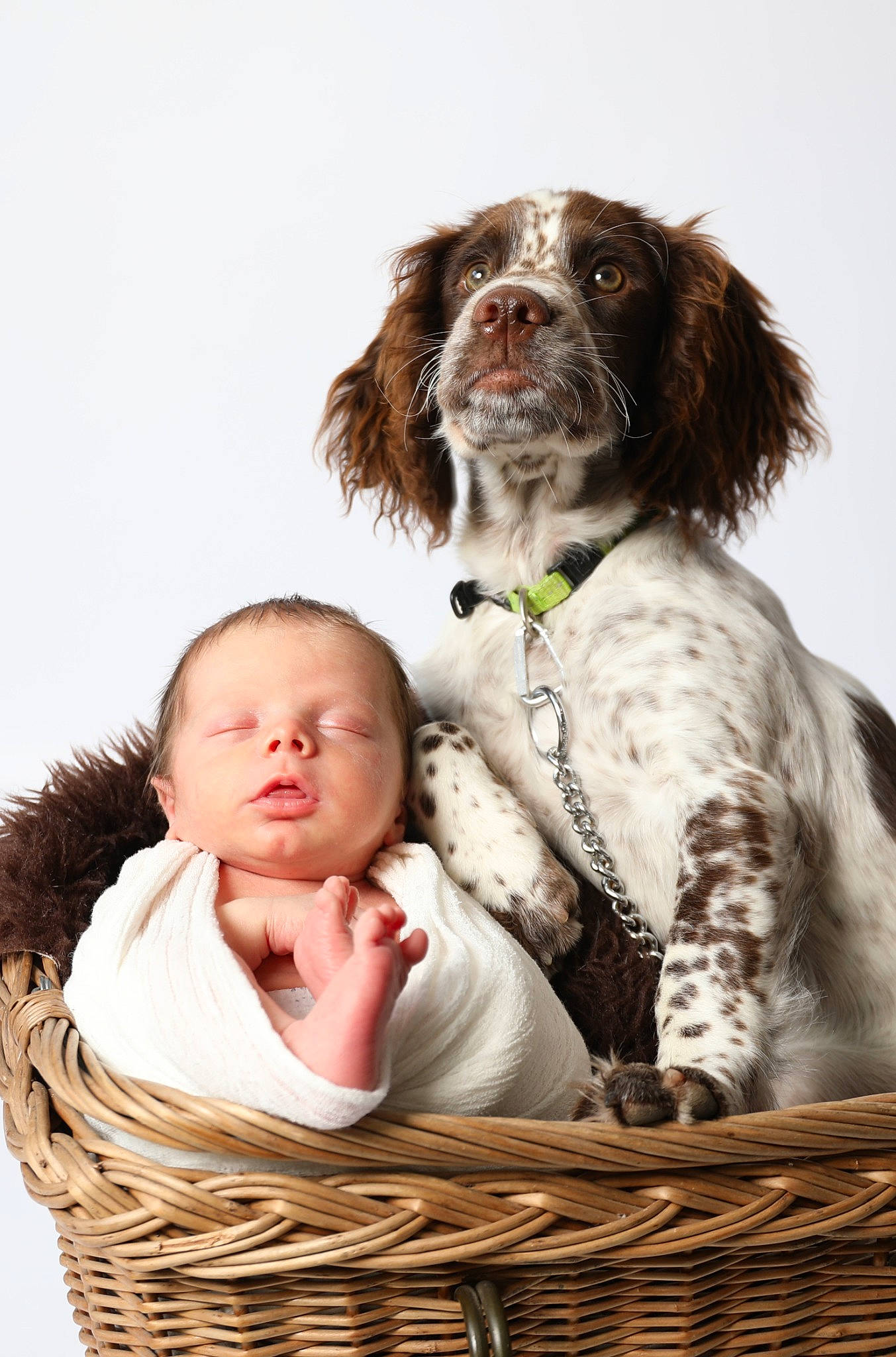 Rafaël a rejoint le concours — aidez-le/la à gagner de superbes lots ! baby, basket, carnivore, comfort, companion_dog, dog, dog_breed, family_taking_photos_together, fur, gun_dog, happy, liver, mammal, person, picnic_basket, snout, spaniel, sporting_group, storage_basket, toddler