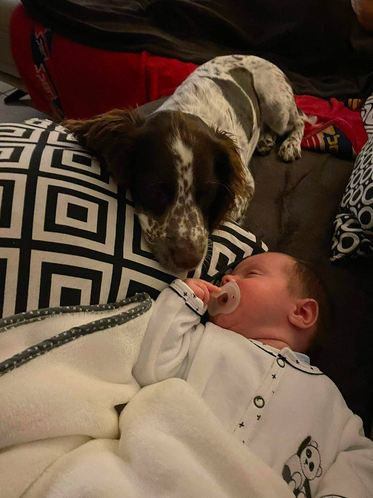 Rafaël participe au concours pour gagner de l'argent avec cette photo : baby, baby_toddler_clothing, canidae, carnivore, comfort, companion_dog, couch, dog, dog_breed, fawn, fur, guard_dog, linens, pattern, person, plaid, remote_control, sleeve, snout, toddler