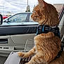 animal, car_door, car_interior, cat, daylight, domestic_cat, feline, fur, looking_out_window, orange_cat, outdoor_view, parked_car, pet_carrier, pet_harness, road, seat, side_view, vehicle, whiskers, window