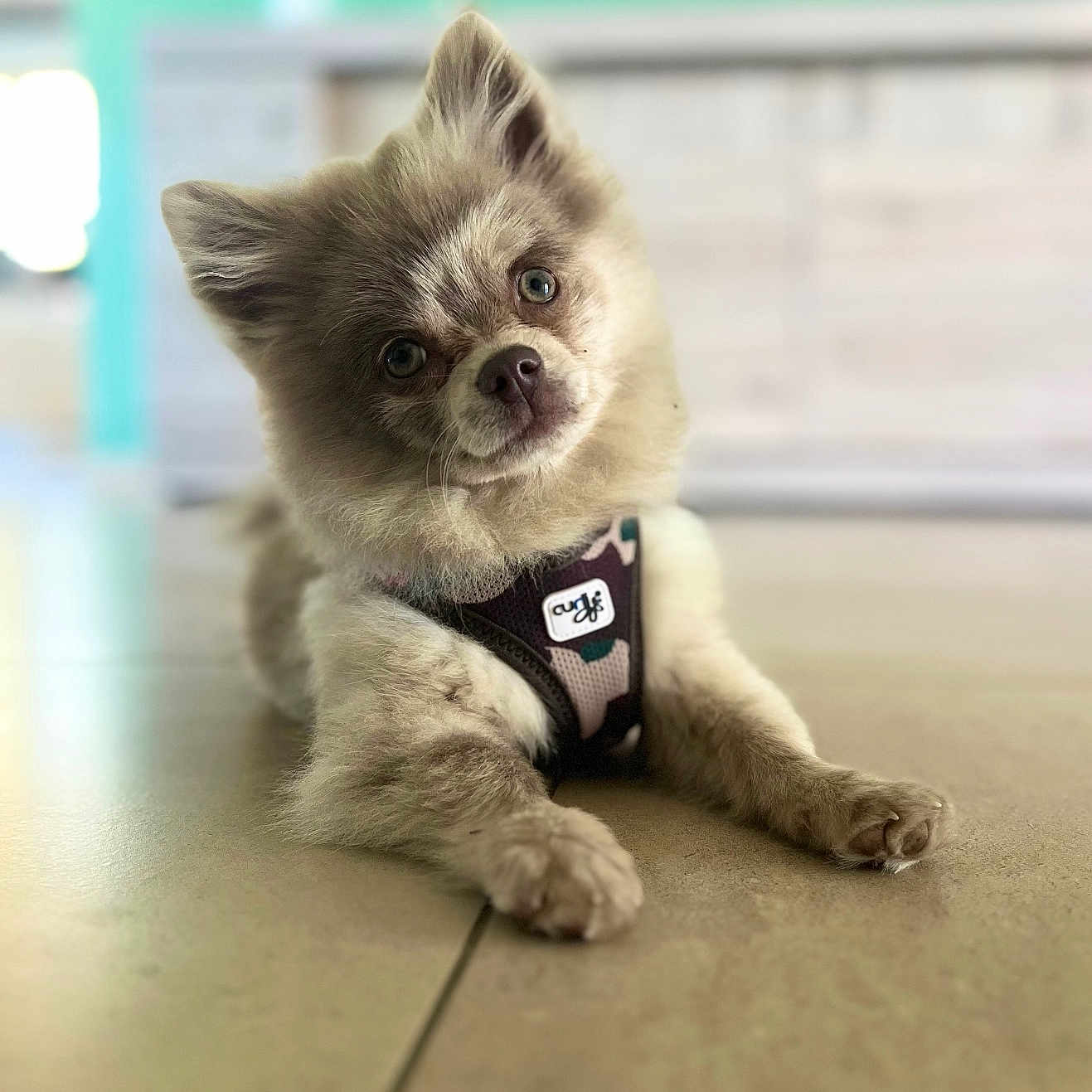 Atlas participe au concours pour gagner de l'argent avec cette photo : accessories, animal, canine, cat, cockerspaniel, dog, eskimodog, fox, hardwood, husky, kitfox, kitten, papillon, pet, puppy, siamese, snout, strap, whitedog, wood