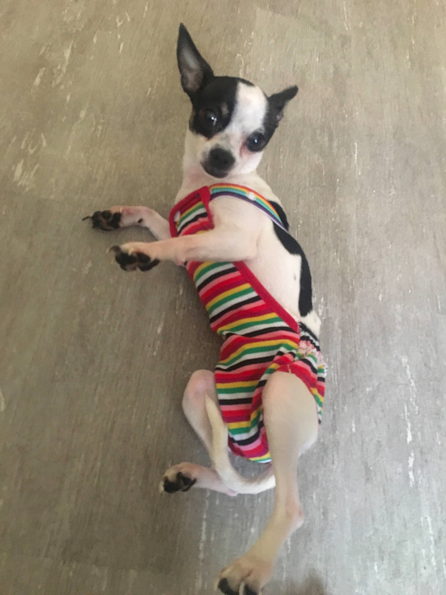 Heartland is registered to the contest to win money with this photo: american_hairless_terrier, boston_terrier, canidae, carnivore, chihuahua, companion_dog, dog, dog_breed, dog_clothes, feist, mammal, miniature_fox_terrier, non_sporting_group, rat_terrier, snout, sporting_group, tail, tenterfield_terrier, toy_dog, toy_fox_terrier
