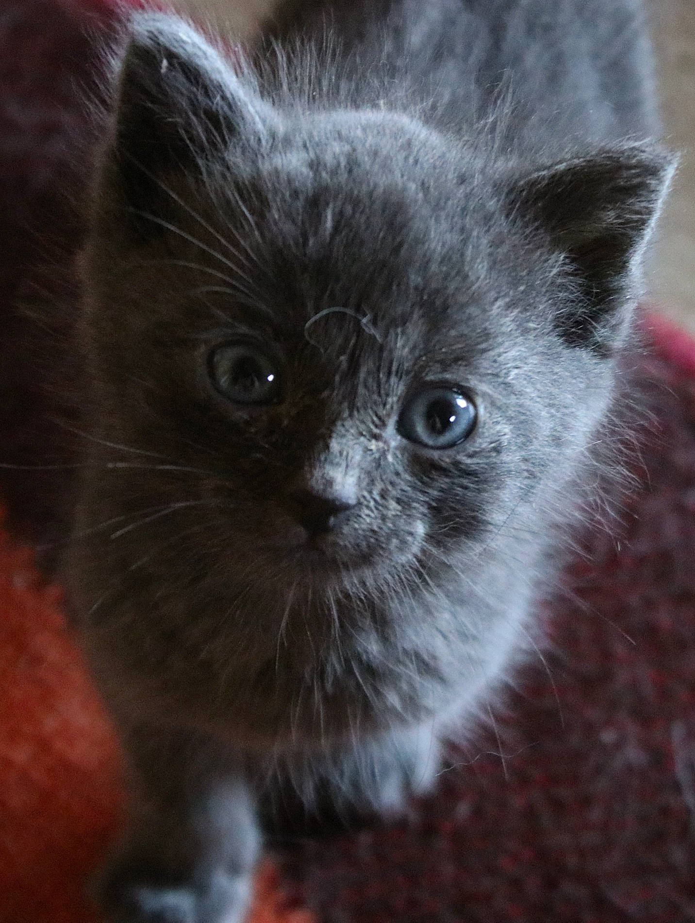 Grisou participe au concours pour gagner de l'argent avec cette photo : carnivore, cat, close_up, domestic_short_haired_cat, felidae, fur, grey, russian_blue, small_to_medium_sized_cats, snout, terrestrial_animal, whiskers