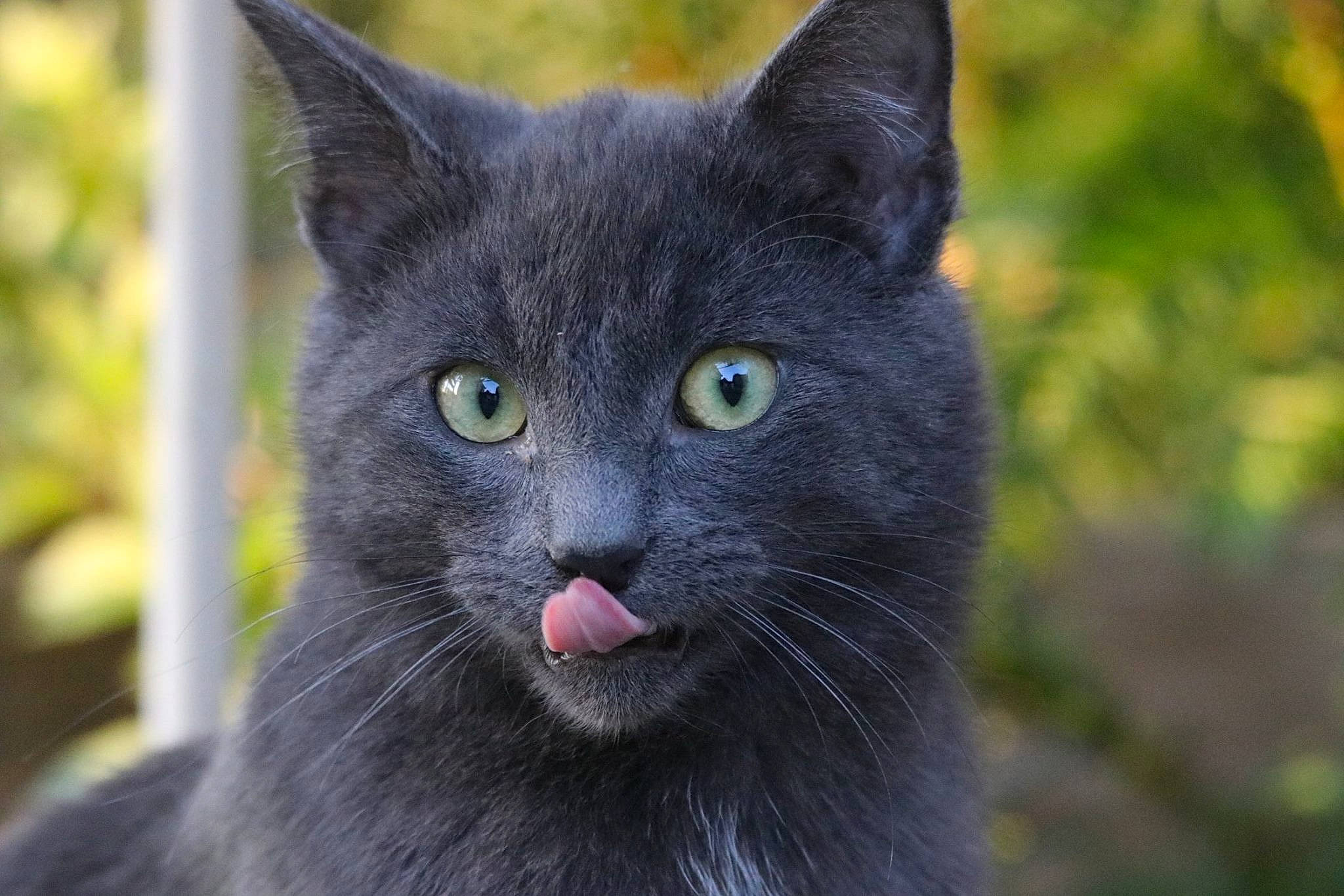 Grisou participe au concours pour gagner de l'argent avec cette photo : black_cat, carnivore, cat, close_up, domestic_short_haired_cat, felidae, fur, grass, grey, small_to_medium_sized_cats, snout, terrestrial_animal, whiskers, wildlife