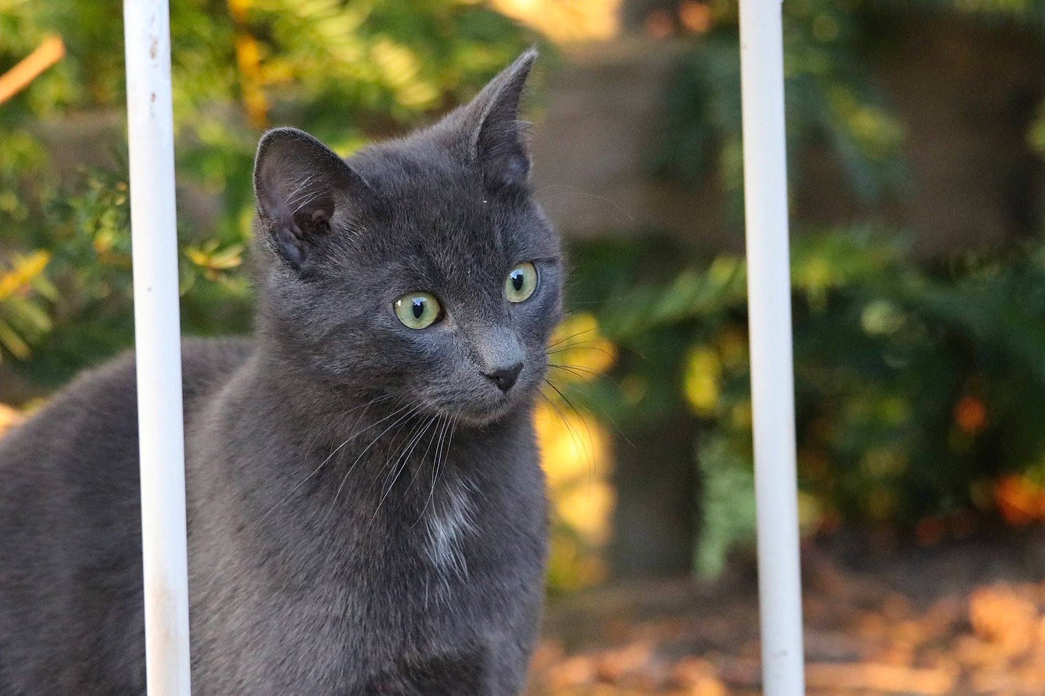 Grisou participe au concours pour gagner de l'argent avec cette photo : carnivore, cat, domestic_short_haired_cat, eye, felidae, fur, grass, grey, plant, russian_blue, small_to_medium_sized_cats, snout, terrestrial_animal, tree, whiskers, wildlife