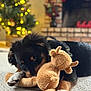 Rocky joined the competition — help win amazing prizes! puppy, stuffed_animal, carpet, christmas_tree, fireplace, brick, toy, pet, indoor, holiday, decorations, black_brown, fur, cute, playful, soft_toy, cozy, lights, relaxing, home