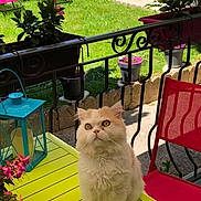 Keny participe au concours pour gagner de l'argent avec cette photo : cat, fluffy_cat, outdoor, table, green_table, red_chair, potted_plants, grass, garden, sunlight, pet, curious, feline, balcony, decor, colorful, relaxed, summer, nature, animal