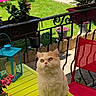 cat, fluffy_cat, outdoor, table, green_table, red_chair, potted_plants, grass, garden, sunlight, pet, curious, feline, balcony, decor, colorful, relaxed, summer, nature, animal