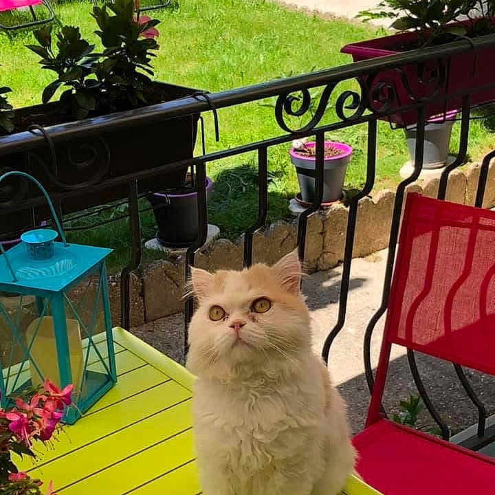 Keny participe au concours pour gagner de l'argent avec cette photo : cat, fluffy_cat, outdoor, table, green_table, red_chair, potted_plants, grass, garden, sunlight, pet, curious, feline, balcony, decor, colorful, relaxed, summer, nature, animal