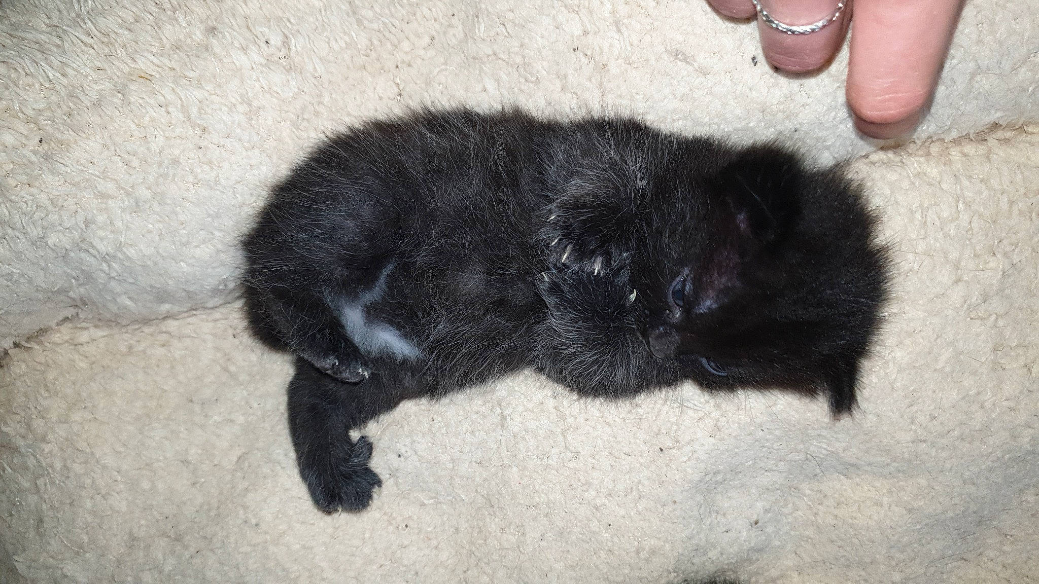 Salem a rejoint le concours — aidez-le/la à gagner de superbes lots ! black_cat, bombay, canidae, carnivore, cat, claw, comfort, dog_breed, domestic_short_haired_cat, felidae, foot, fur, paw, small_to_medium_sized_cats, tail, terrestrial_animal, watch, whiskers