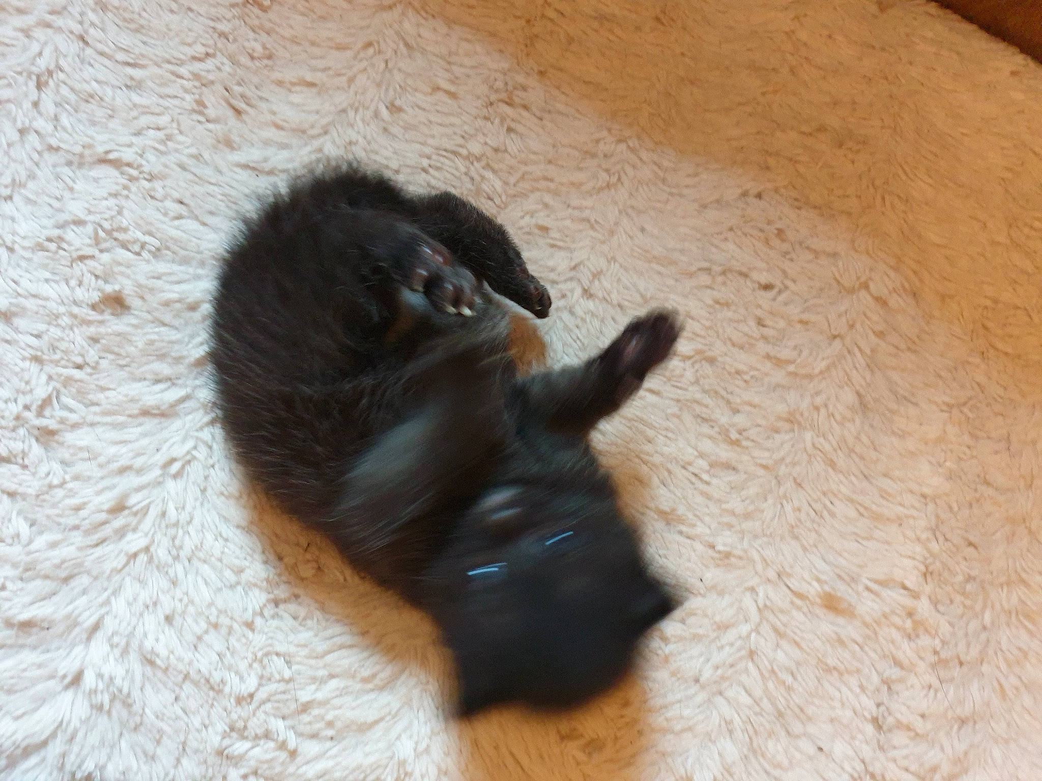 Salem a rejoint le concours — aidez-le/la à gagner de superbes lots ! black_cat, canidae, carnivore, cat, claw, comfort, companion_dog, dog_breed, fawn, felidae, floor, flooring, hardwood, paw, small_to_medium_sized_cats, sporting_group, tail, terrestrial_animal, whiskers, wood