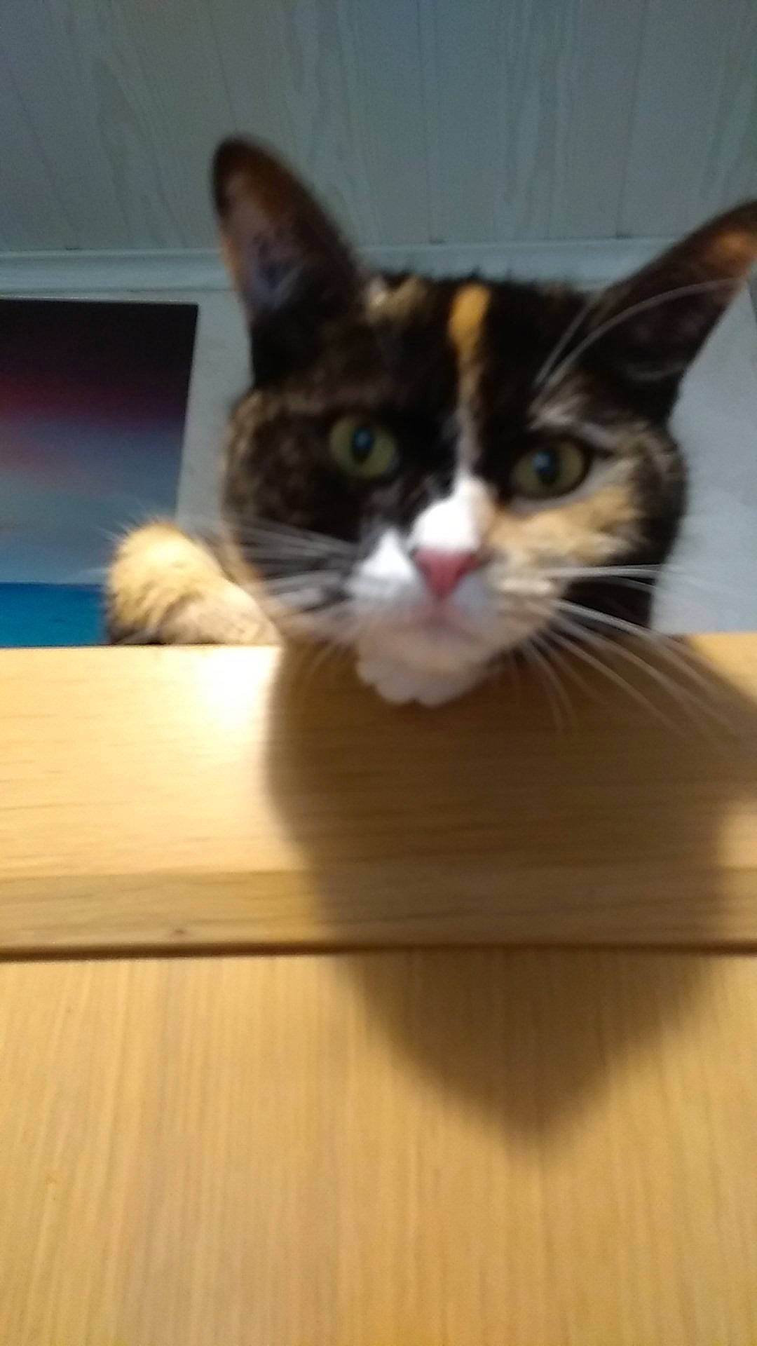 Isis a rejoint le concours — aidez-le/la à gagner de superbes lots ! box, cardboard, carnivore, cat, comfort, domestic_short_haired_cat, felidae, floor, flooring, fur, hardwood, laminate_flooring, plywood, small_to_medium_sized_cats, snout, tail, whiskers, wood, wood_flooring, wood_stain