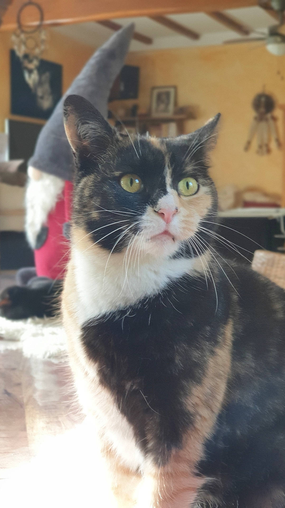 Isis a rejoint le concours — aidez-le/la à gagner de superbes lots ! black_cat, carnivore, cat, claw, domestic_short_haired_cat, felidae, fur, monochrome_photography, paw, sitting, small_to_medium_sized_cats, snout, tail, tree, whiskers, window