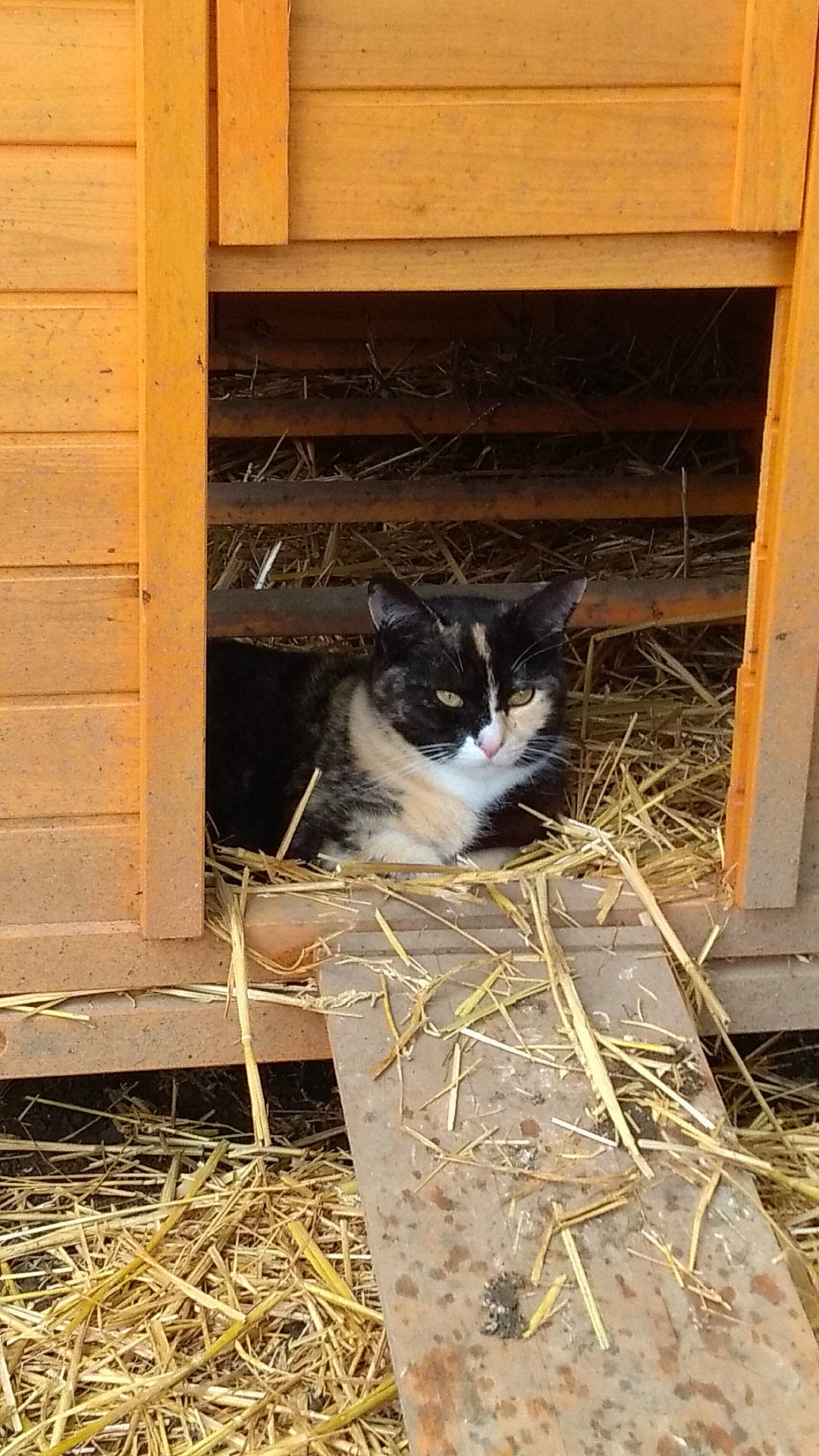Isis a rejoint le concours — aidez-le/la à gagner de superbes lots ! animal_shelter, box, carnivore, cat, chair, domestic_short_haired_cat, felidae, fur, grass, hardwood, house, small_to_medium_sized_cats, snout, soil, tail, twig, whiskers, wood
