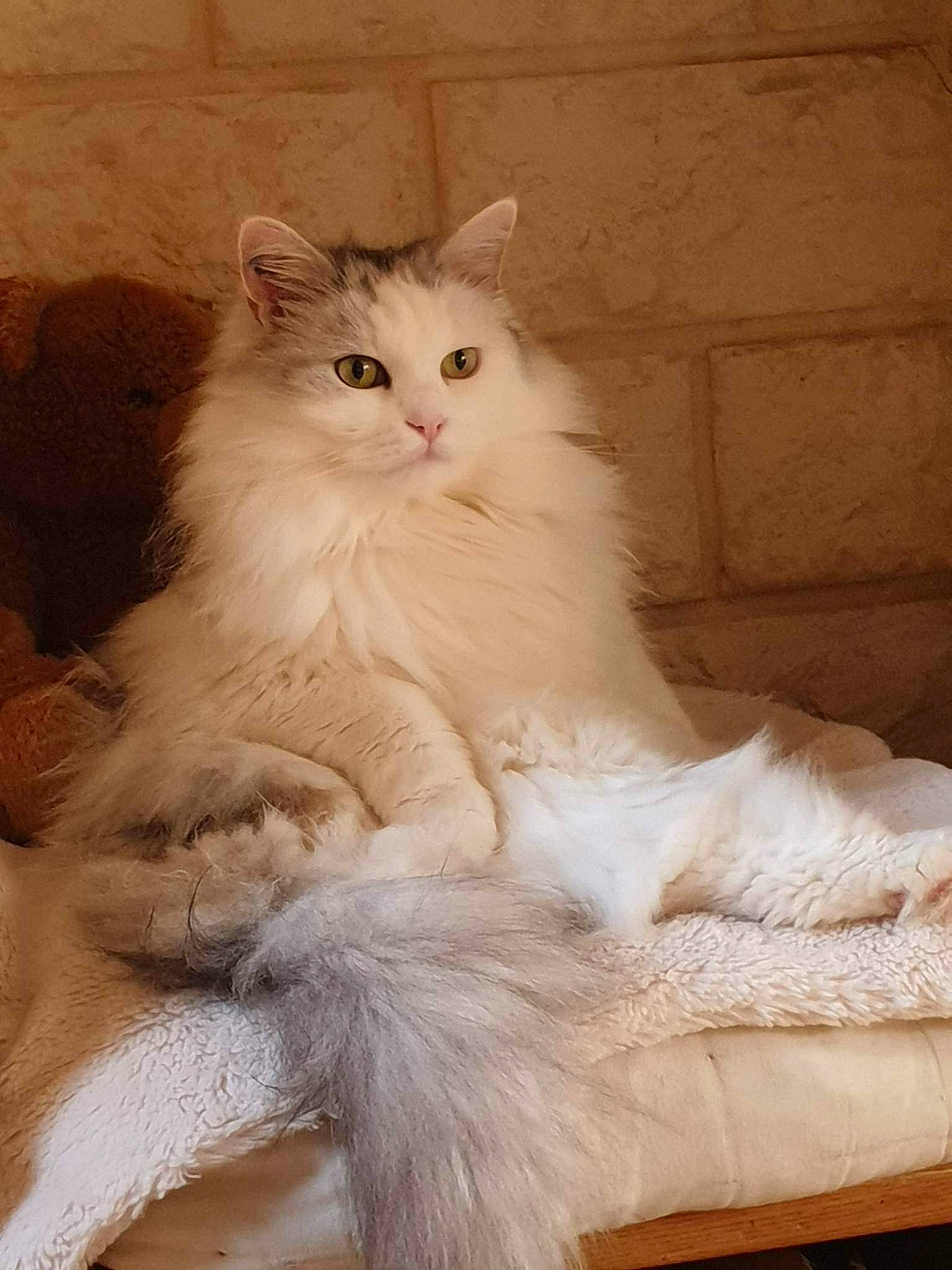Cahuete a rejoint le concours — aidez-le/la à gagner de superbes lots ! british_longhair, carnivore, cat, comfort, fawn, felidae, fur, natural_material, sitting, small_to_medium_sized_cats, snout, terrestrial_animal, whiskers