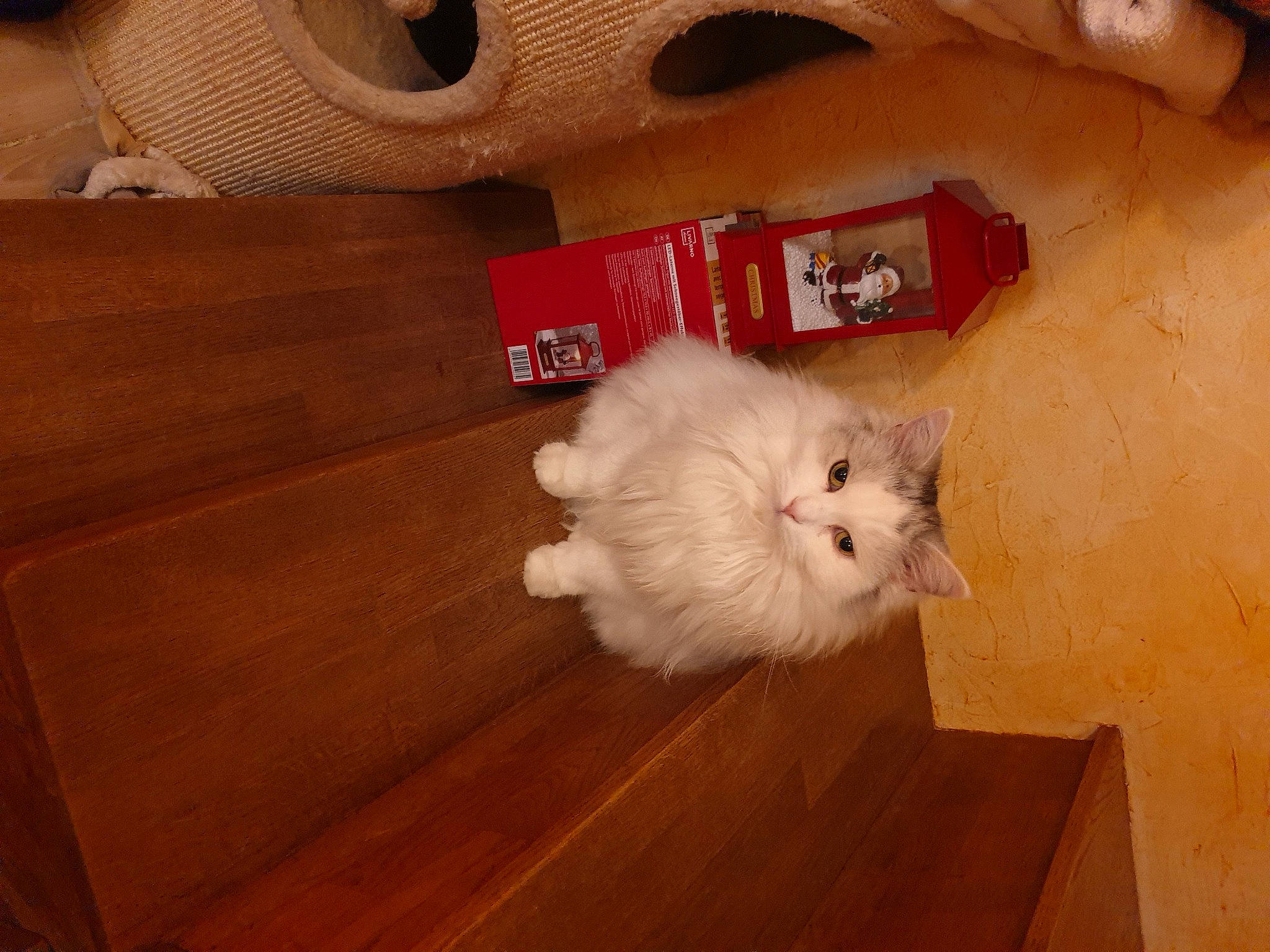 Cahuete participe au concours pour gagner de l'argent avec cette photo : carmine, carnivore, cat, fawn, felidae, floor, flooring, fur, hardwood, laminate_flooring, paw, plank, plywood, small_to_medium_sized_cats, tail, varnish, whiskers, wood, wood_flooring, wood_stain