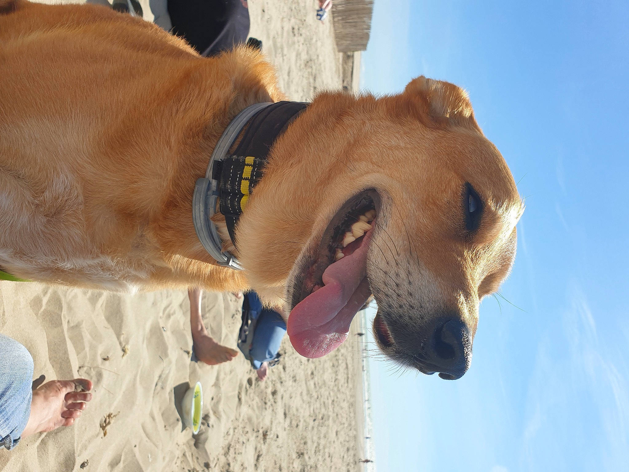 Hopi participe au concours pour gagner de l'argent avec cette photo : beach, canidae, carnivore, collar, companion_dog, dog, dog_breed, dog_collar, dog_supply, fashion_accessory, fawn, fun, leash, liver, personal_protective_equipment, pet_supply, sky, snout, sporting_group, working_animal