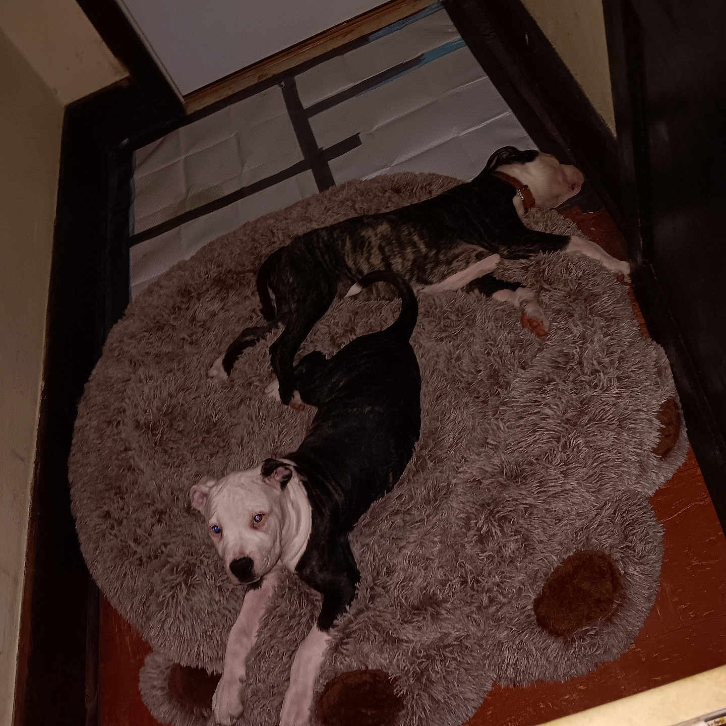 Sheeba is registered to the contest to win money with this photo: animal, architecture, bostonbull, bulldog, canine, couch, dog, furniture, hardwood, homedecor, hound, mat, pet, pitbull, pointer, puppy, rug, slate, terrier, wood