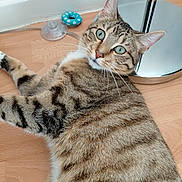 Oslo a rejoint le concours — aidez-le/la à gagner de superbes lots ! cat, tabby_cat, pet, indoor, floor, wooden_floor, toy, lamp, curious, green_eyes, whiskers, striped_fur, relaxed, domestic, feline, closeup, animal, household, resting, playful