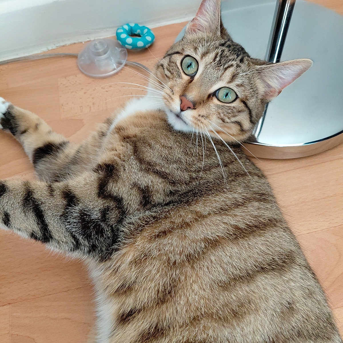 Oslo a rejoint le concours — aidez-le/la à gagner de superbes lots ! cat, tabby_cat, pet, indoor, floor, wooden_floor, toy, lamp, curious, green_eyes, whiskers, striped_fur, relaxed, domestic, feline, closeup, animal, household, resting, playful