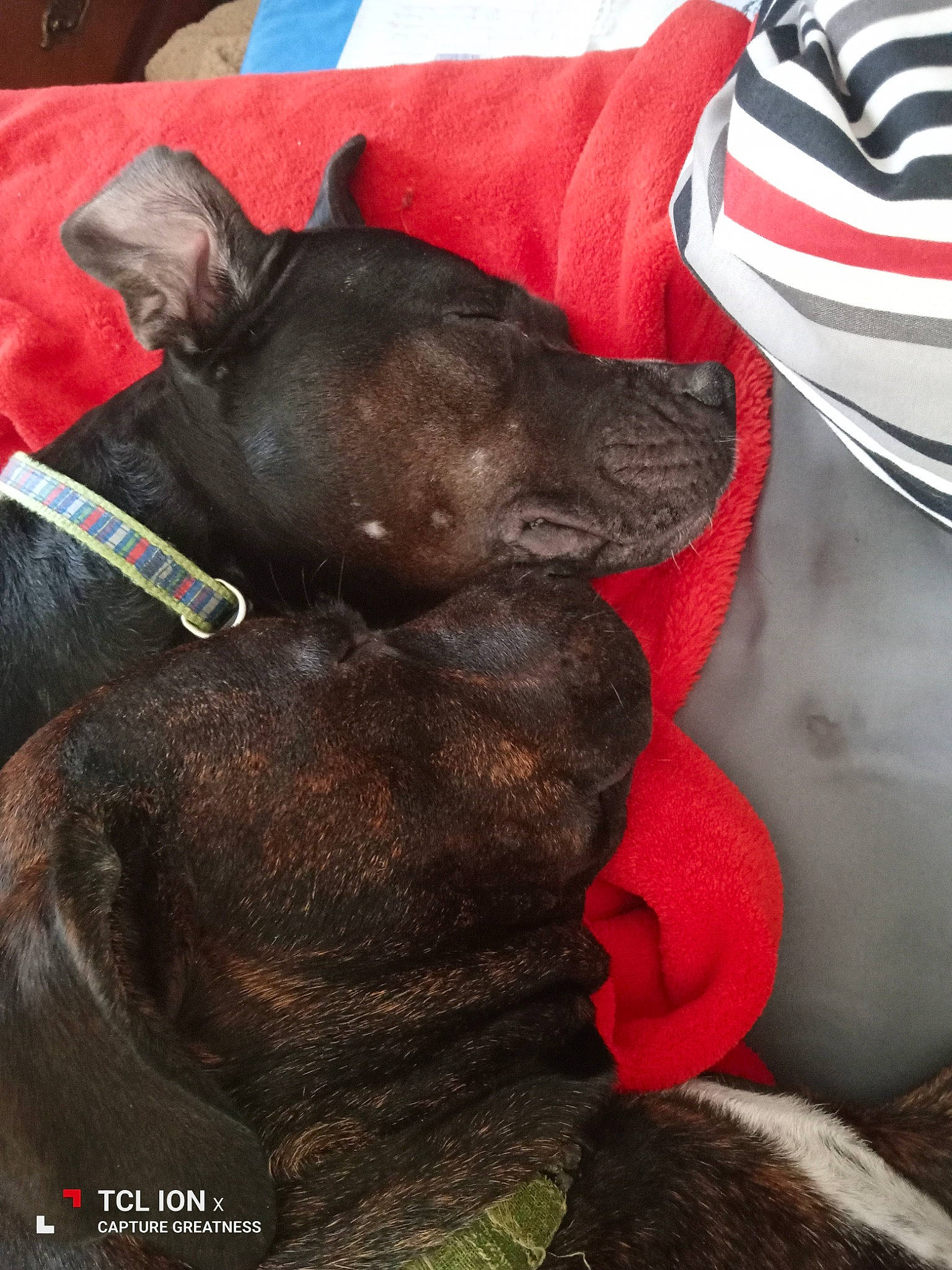 Roxanne is registered to the contest to win money with this photo: canidae, carmine, carnivore, comfort, companion_dog, dog, dog_breed, dog_supply, ear, fawn, fur, grey, guard_dog, liver, nap, non_sporting_group, snout, sporting_group, terrestrial_animal, working_animal