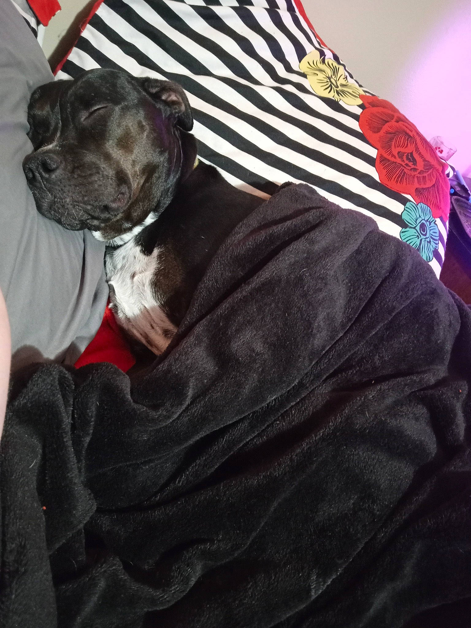 Roxanne joined the competition — help win amazing prizes! canidae, carnivore, collar, comfort, companion_dog, dog, dog_breed, dog_clothes, dog_supply, fawn, fur, grey, linens, magenta, non_sporting_group, pattern, sleeve, sporting_group, toy_dog, working_animal