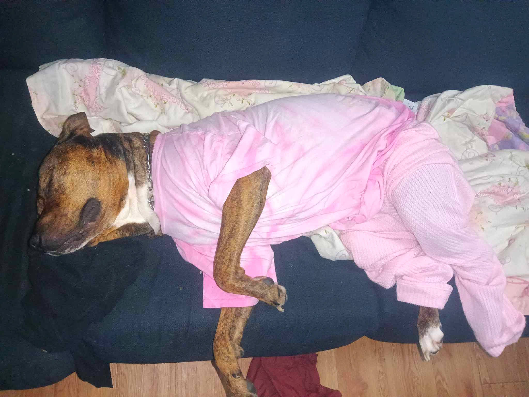 Maxamillion joined the competition — help win amazing prizes! canidae, carnivore, companion_dog, dog, dog_breed, dog_clothes, dog_supply, fawn, foot, human_leg, magenta, paw, pet_supply, pink, sleeve, snout, sporting_group, tail, terrestrial_animal, working_animal