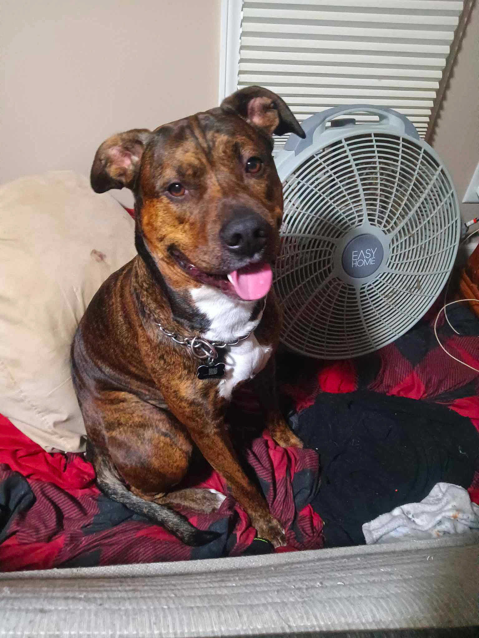 Maxamillion is registered to the contest to win money with this photo: canidae, carnivore, collar, comfort, companion_dog, dog, dog_breed, dog_collar, dog_supply, fawn, fur, liver, mechanical_fan, pet_supply, sitting, snout, sporting_group, terrestrial_animal, whiskers, working_animal