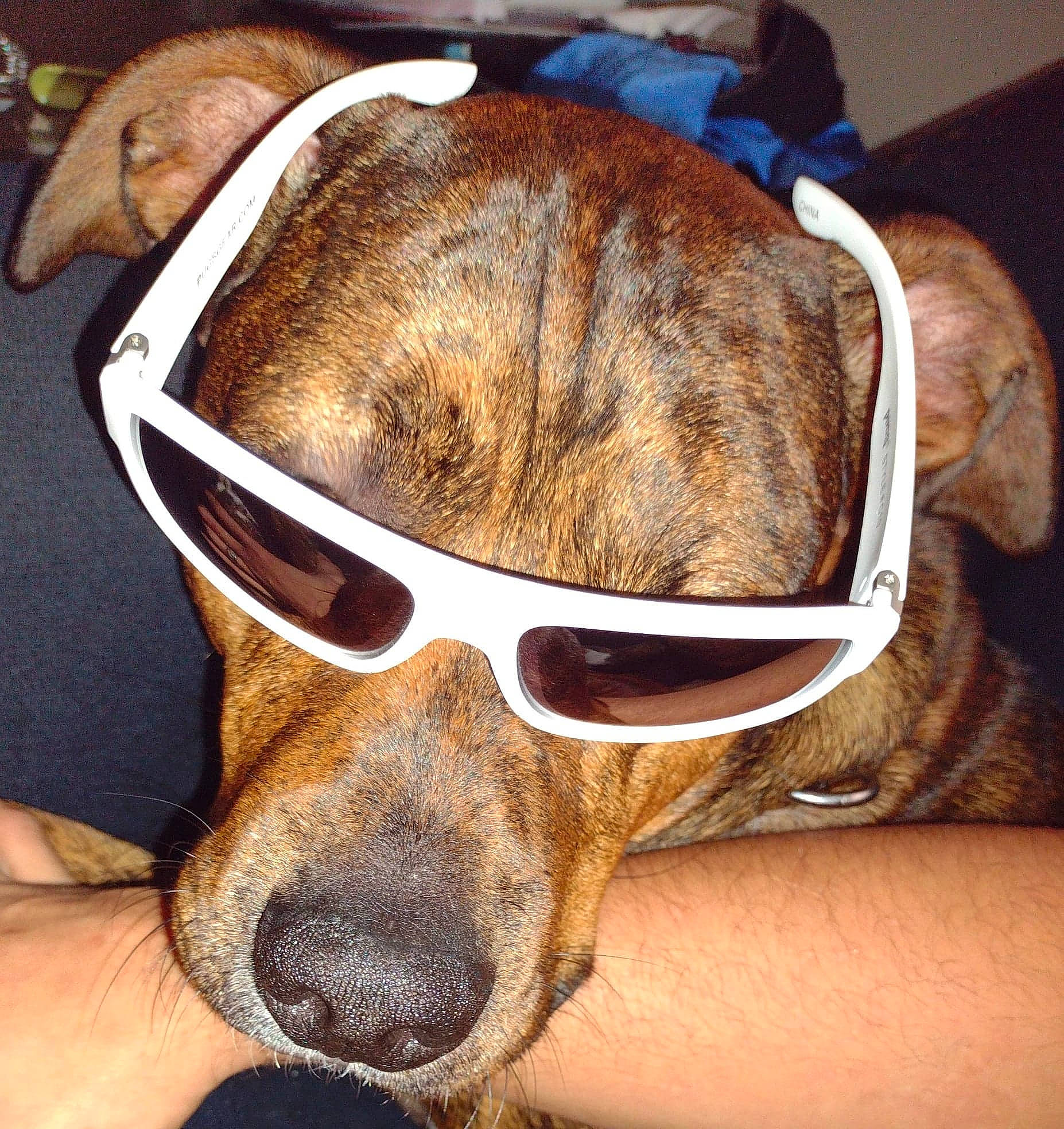 Maxamillion is registered to the contest to win money with this photo: carnivore, collar, comfort, companion_dog, dog, dog_breed, ear, eye_glass_accessory, eyewear, fawn, glasses, goggles, head, liver, personal_protective_equipment, snout, sunglasses, vision_care, whiskers, working_animal