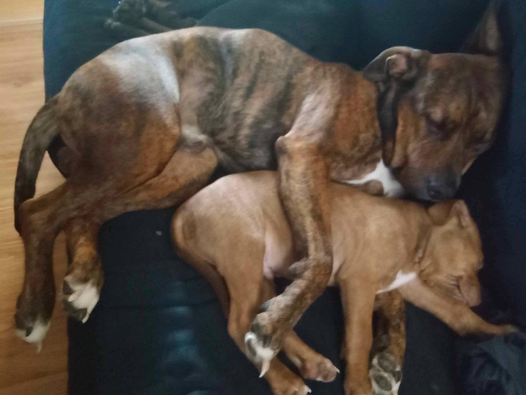 Maxamillion is registered to the contest to win money with this photo: ancient_dog_breeds, biting, bored, canidae, carnivore, companion_dog, dog, dog_breed, fawn, guard_dog, hunting_dog, liver, non_sporting_group, snout, sporting_group, tail, terrestrial_animal, working_animal, working_dog