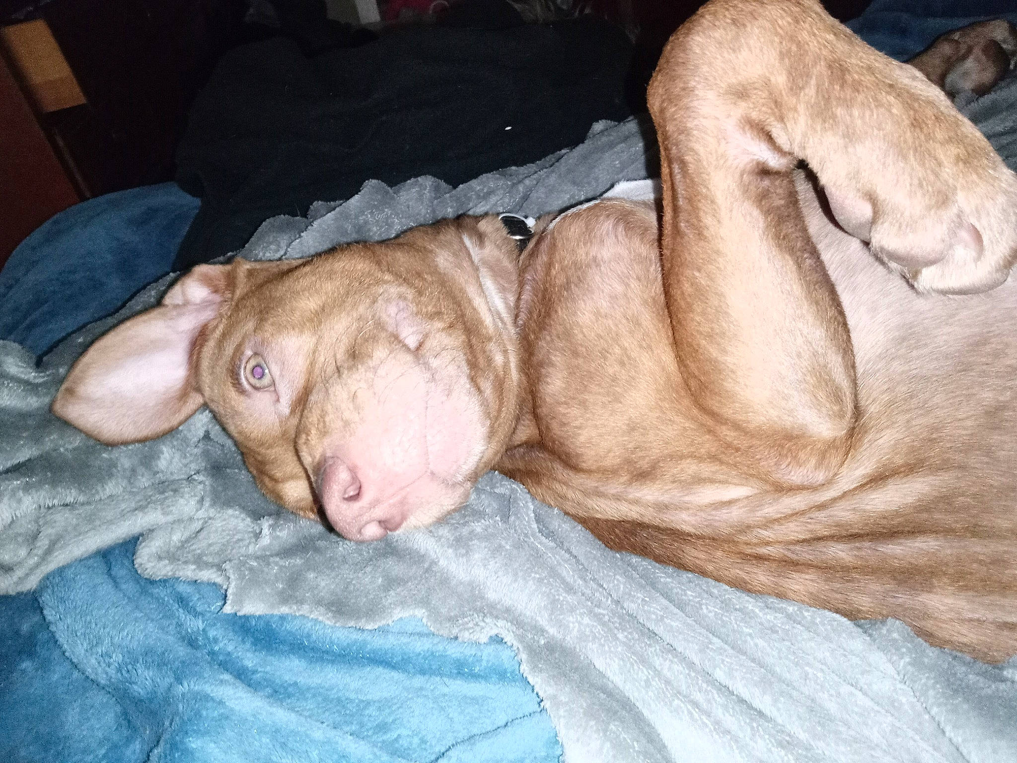 Duke joined the competition — help win amazing prizes! canidae, carnivore, comfort, companion_dog, dog, dog_breed, ear, elbow, fawn, flesh, fur, gesture, human_leg, jaw, liver, snout, sporting_group, thigh, wrinkle, wrist