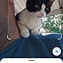 cat, kitten, tuxedo_cat, pet, shoulder, person, human_face, kitten_paws, whiskers, close_up, porch, roof, tree, leaves, blue_shirt, smartphone_ui, screenshot, translation_icon, curious, outdoor