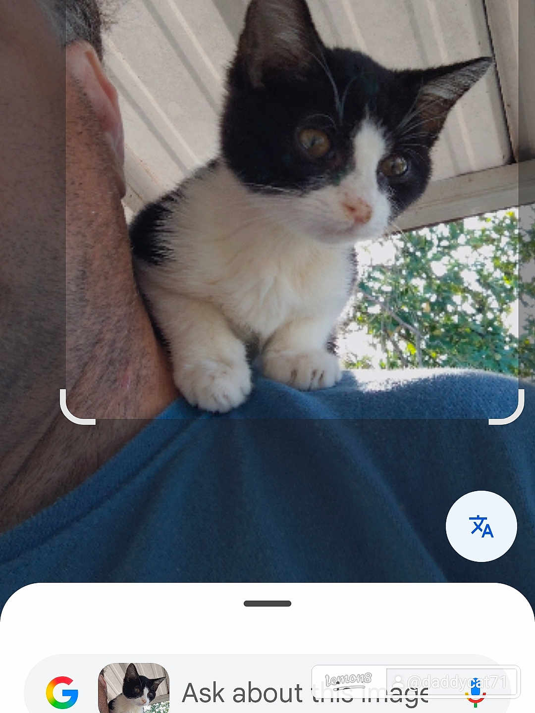 Ozzy is registered to the contest to win money with this photo: cat, kitten, tuxedo_cat, pet, shoulder, person, human_face, kitten_paws, whiskers, close_up, porch, roof, tree, leaves, blue_shirt, smartphone_ui, screenshot, translation_icon, curious, outdoor
