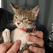 Jazzy Blue joined the competition — help win amazing prizes! animal, blurred, cat, close_up, collar, cute, domestic, feline, fur, gray_background, hands, holding, indoor, kitten, person, pet, soft_focus, tabby, whiskers, young