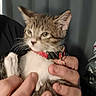 animal, blurred, cat, close_up, collar, cute, domestic, feline, fur, gray_background, hands, holding, indoor, kitten, person, pet, soft_focus, tabby, whiskers, young