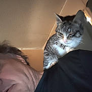 Razz is registered to the contest to win money with this photo: blurred, candid, cat, ceiling, closeup, companion, cozy, domestic_animal, fur, human, indoor, partial_face, pet, portrait, selfie, shoulder, sitting, sleepy, tabby_cat, whiskers