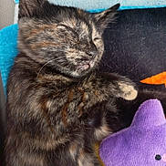 Alma participe au concours pour gagner de l'argent avec cette photo : kitten, sleeping, tortoiseshell, cat, plush_toy, purple, blanket, cozy, fur, whiskers, paw, cute, indoor, resting, closeup, pet, soft, animal, domestic, nap