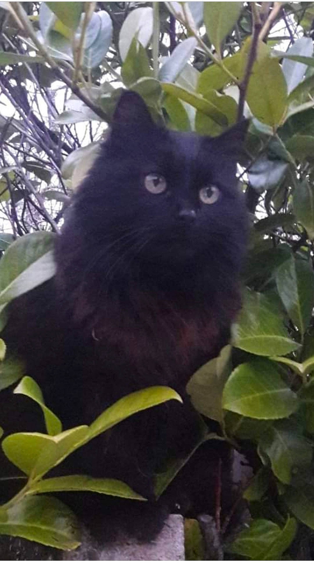 Praline a rejoint le concours — aidez-le/la à gagner de superbes lots ! annual_plant, black_cat, bombay, branch, carnivore, cat, domestic_short_haired_cat, felidae, fur, grass, groundcover, iris, plant, small_to_medium_sized_cats, snout, terrestrial_animal, tree, twig, whiskers